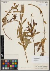 Foto von Salix acmophylla Boiss.